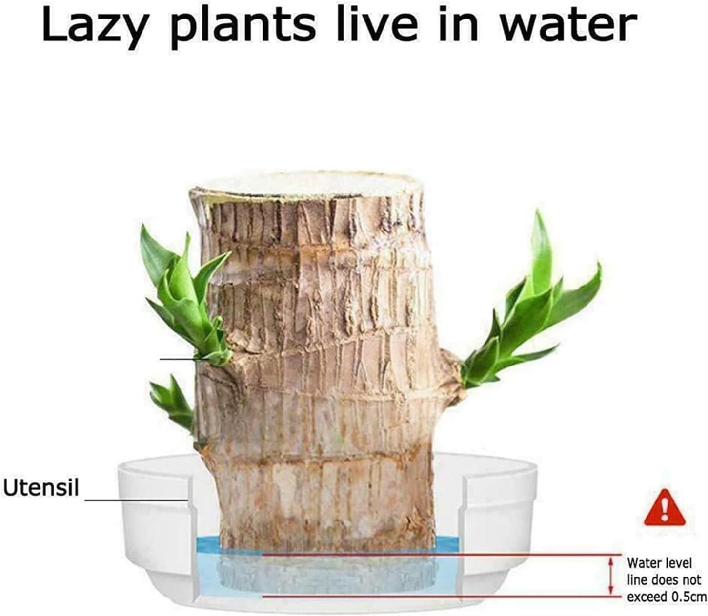 Ritz Farming® - Imported Healthy Brazilian Lucky Wood