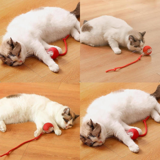 PawSpin™ - Interactive Pet Ball Toy