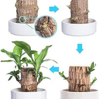 Ritz Farming® - Imported Healthy Brazilian Lucky Wood