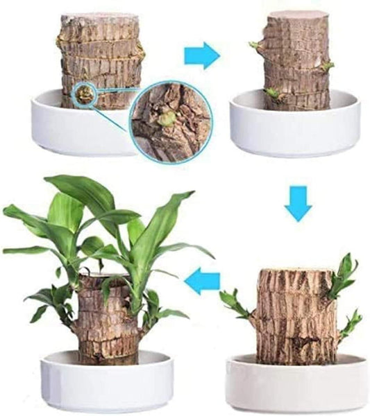 Ritz Farming® - Imported Healthy Brazilian Lucky Wood