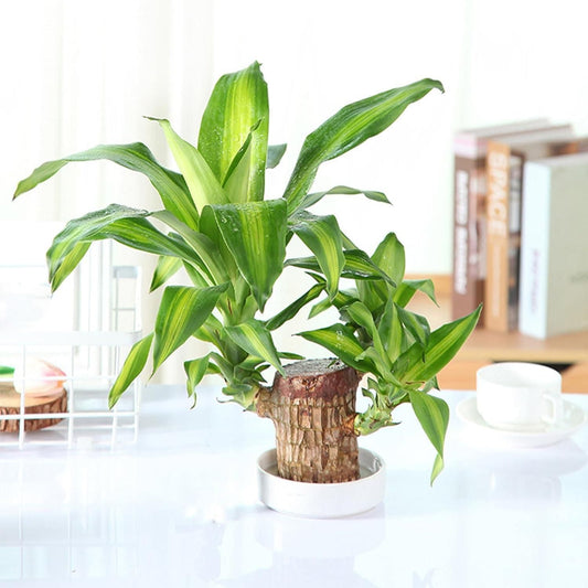 Ritz Farming® - Imported Healthy Brazilian Lucky Wood