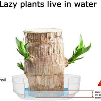 Brazilian Lucky Wood, Mini Home Plant Decorations	(Pack of 2)