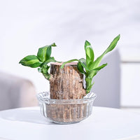 Ritz Farming® - Imported Healthy Brazilian Lucky Wood