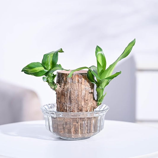 Ritz Farming® - Imported Healthy Brazilian Lucky Wood