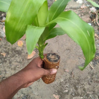 Brazilian Lucky Wood, Mini Home Plant Decorations	(Pack of 2)