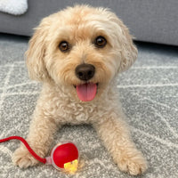PawSpin™ - Interactive Pet Ball Toy